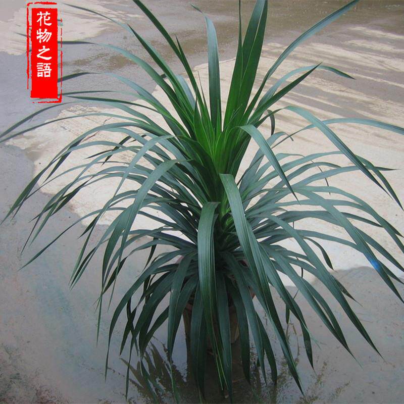 龙须树多头盆栽客厅办公室室内大型绿植观叶植物四季常青绿植花卉