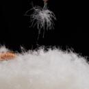 羽绒厂70白鹅绒过ZTU纺物织羽毛被填充全国检净绒高蓬松工度