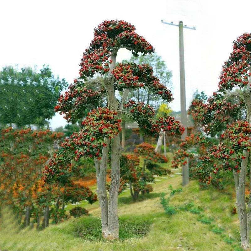 基地供应无刺枸骨 绿化苗木无刺枸骨 现货可移植无刺枸骨