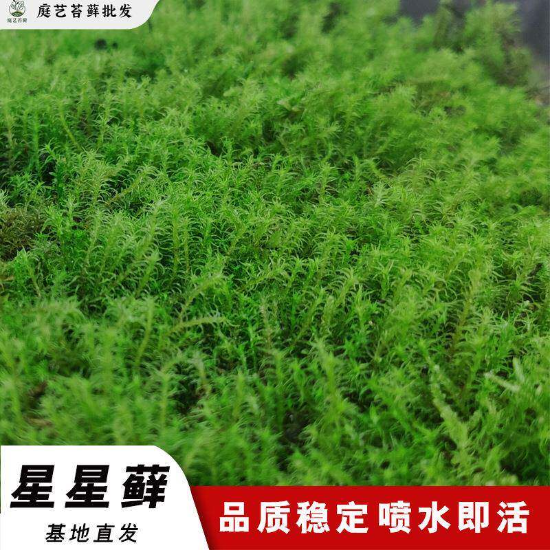 星星苔藓庭院铺面室内装饰造景真草坪植物墙厂家现货