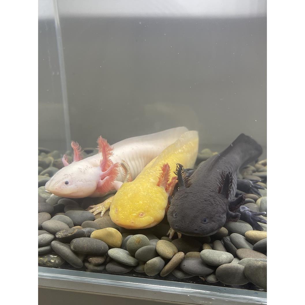 六角恐龙鱼水族爬行淡水冷水小型宠物活体金鱼锦鲤清道夫好养易活