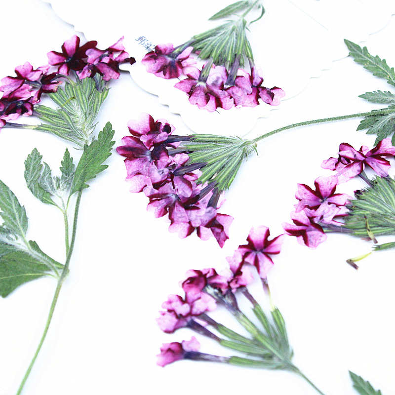带枝美女樱植物标本真花干花压花滴胶手机壳书签台灯贴画面部装饰
