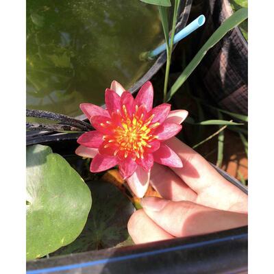 微小型耐寒睡莲-印第安纳'Indiana'