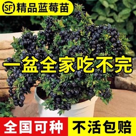 蓝莓树果苗盆栽北方南方庭院耐寒好养植物葡萄车厘子树苗当年结果