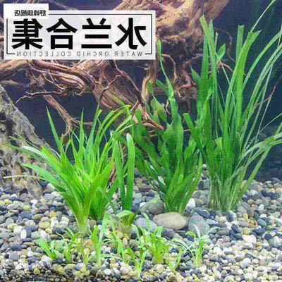 水兰水草合集小水兰大水兰细叶水兰泰国水剑金边兰