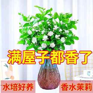 开花好养活 茉莉花水培植物鲜花盆栽客厅绿植办公室内花卉植物四季