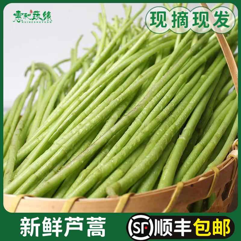 芦蒿新鲜藜蒿去叶切根藜蒿当天现摘现发脆嫩泥蒿柳蒿也生黎蒿新鲜