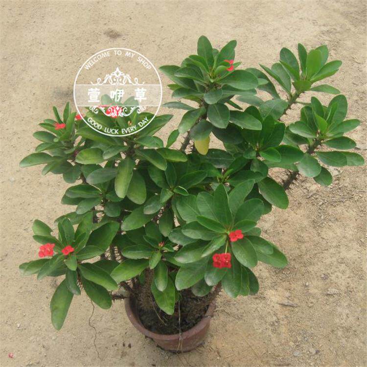虎刺梅 室内桌面盆栽花卉虎刺梅 观赏植物 虎刺梅家居绿植