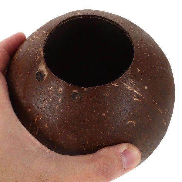 Coconut Flower Pot Plants Acai Bowls Succulents Coffee Mug