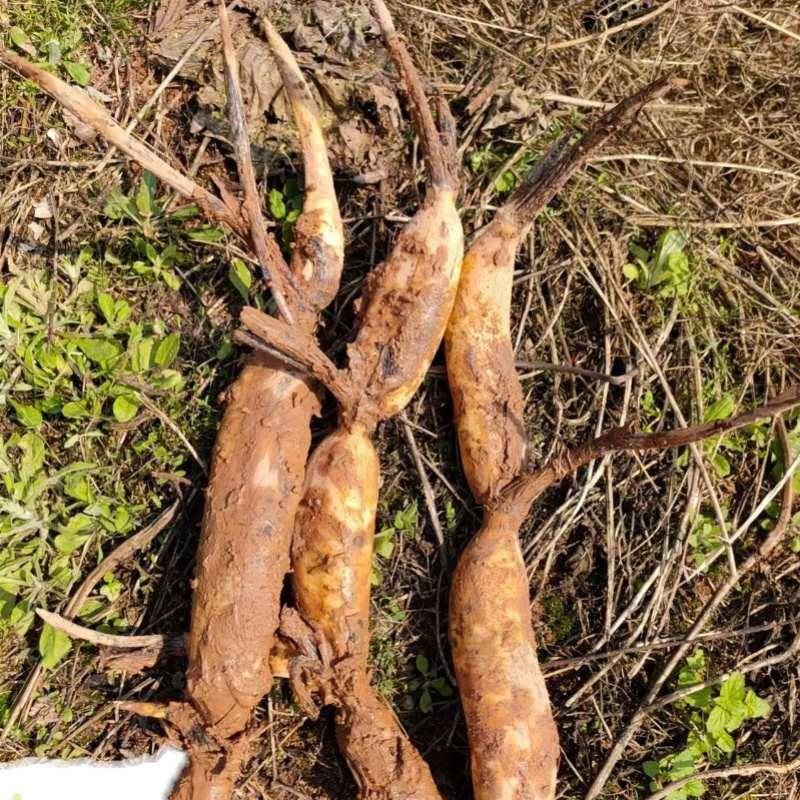 莲藕种苗莲子莲蓬种苗太空莲号白花藕种苗荷花苗主产莲蓬莲子