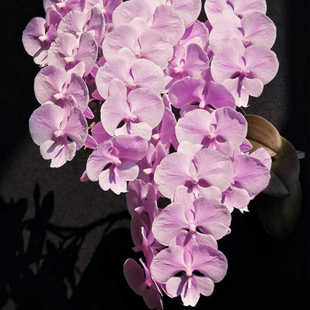 禹城王子蝴蝶兰盆栽室内客厅办公室桌面好养绿植花卉