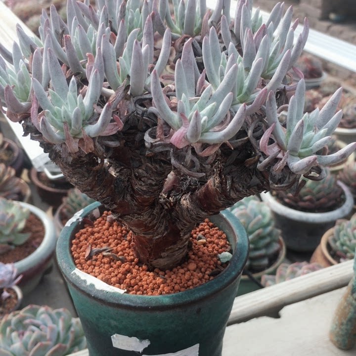 仙女杯爱杜丽丝