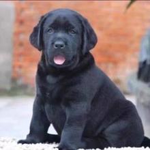 拉布拉多幼犬宠物狗听话黑色高智商家养好养活便宜短毛狗大型犬狗