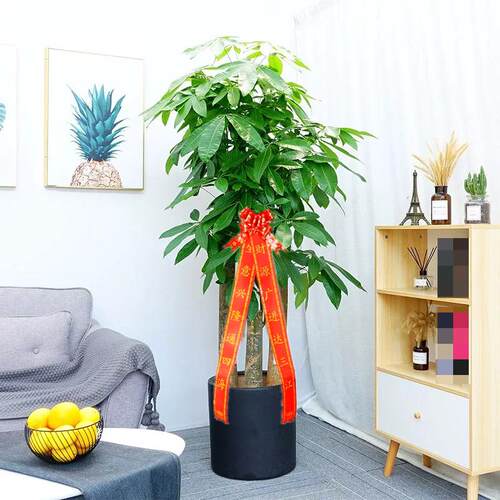 合肥同城 大型开 业绿植 发财树 乔迁新居植物 盆栽 专车宅配到府