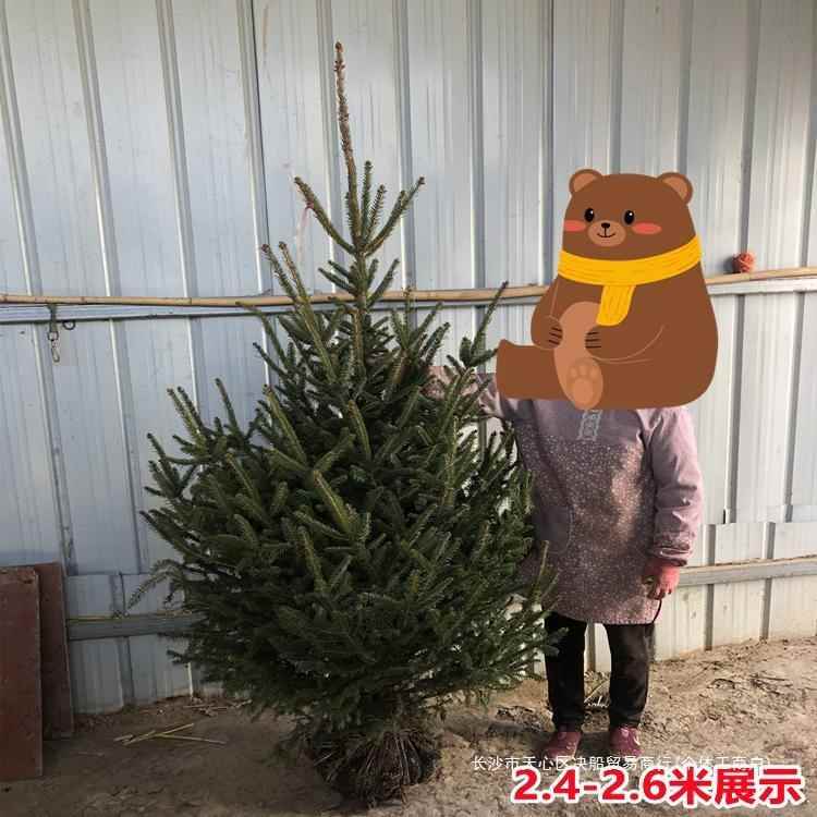 真的圣诞树盆栽真树的挪43038云诞杉的诺贝松真活树松树圣节绿威
