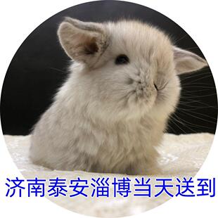 济南泰安淄博当天送到宠物兔活物侏儒兔活体垂耳兔猫猫兔