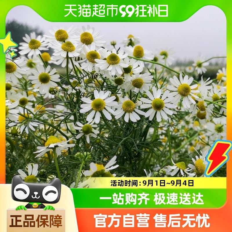 包邮虹越家庭香草植物天竺葵盆栽苗阳台庭院牛至鼠尾草琉璃苣艾草