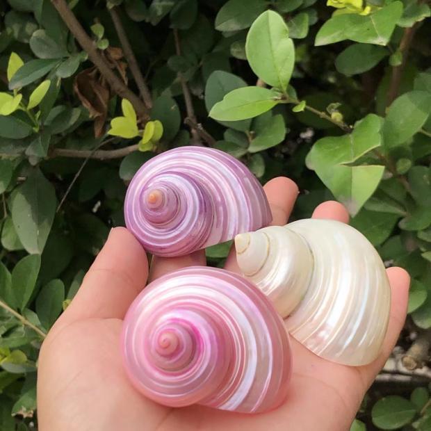 天然海螺贝壳白色荧光海螺寄居蟹替换壳卷贝鱼窝鱼缸水族造景装饰