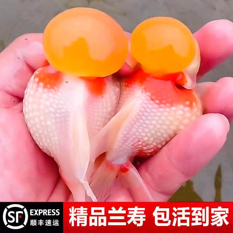 皇冠珍珠金鱼鼠头冷水好养淡水