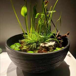 花盆树脂养碗莲缸专用盆庭院鱼缸金鱼缸加厚古法大水缸的睡莲老式