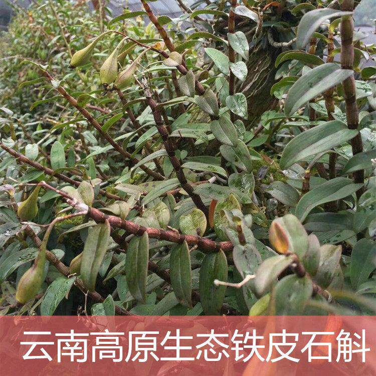 红杆铁皮石斛枫斗 三年生精选鲜条 带根带叶大苗 盆苗 500克