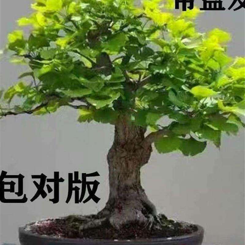 银杏树盆栽苗银杏盆栽老桩矮霸小盆景南北室内外耐寒植物树苗