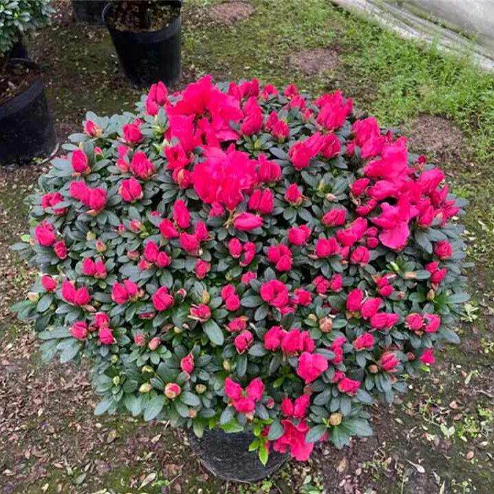 杜鹃花盆栽花卉植物室内花带苞四季开花植物年宵花