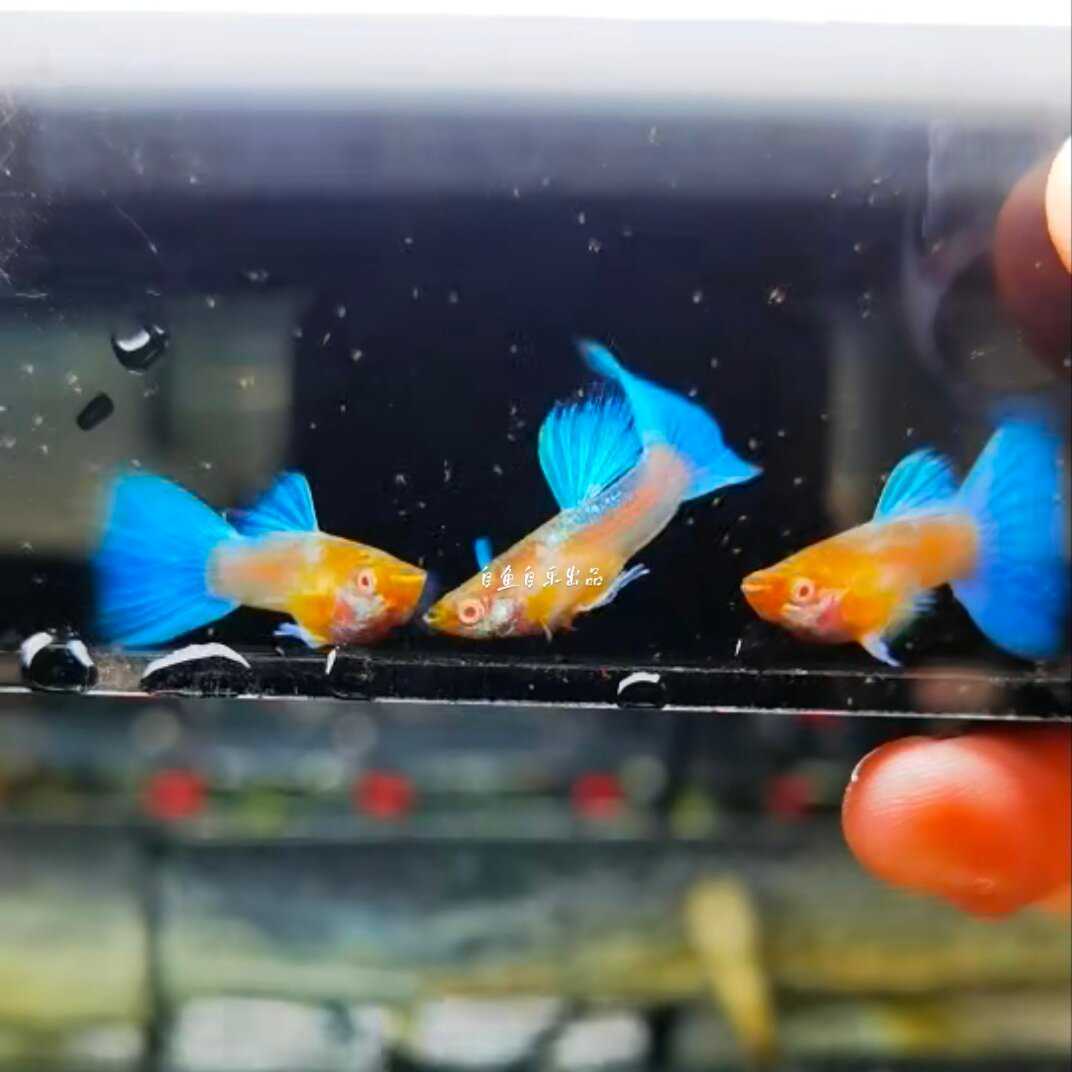 赛线粗腰金背 蓝白欧翼飞船孔雀鱼 凤尾鱼精品纯种小型热带鱼
