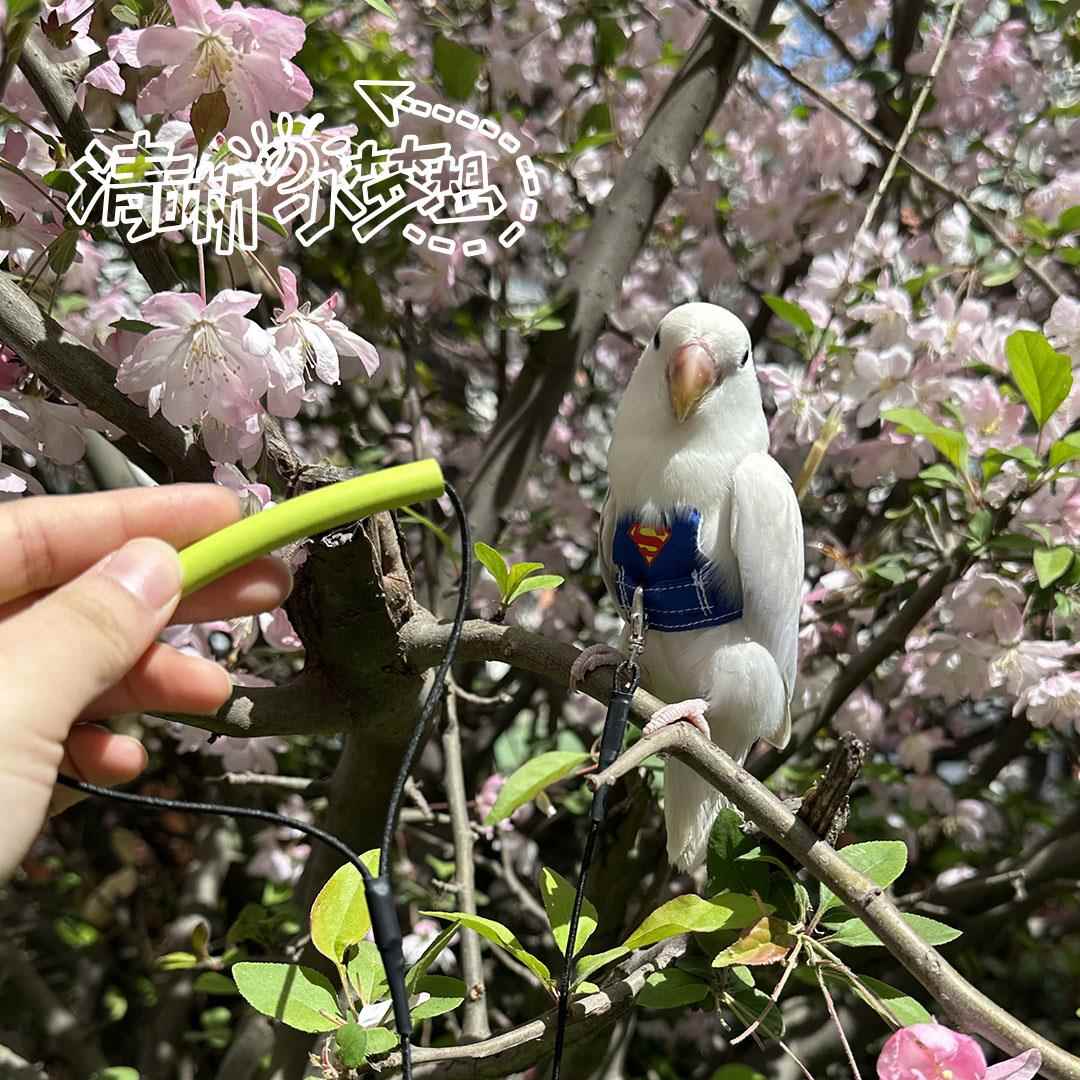 虎皮牡丹玄凤鹦鹉鸟衣服小背心衣服飞行背带放飞绳神器定制