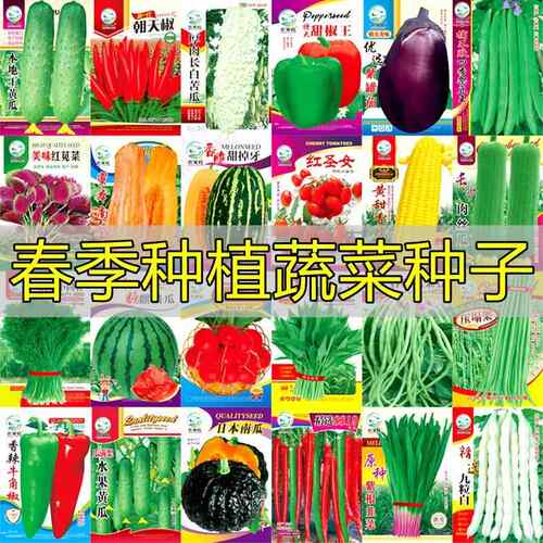5包 春季农家菜园土壤种植菜种彩袋地摊黄瓜生菜辣椒蔬菜种子大全