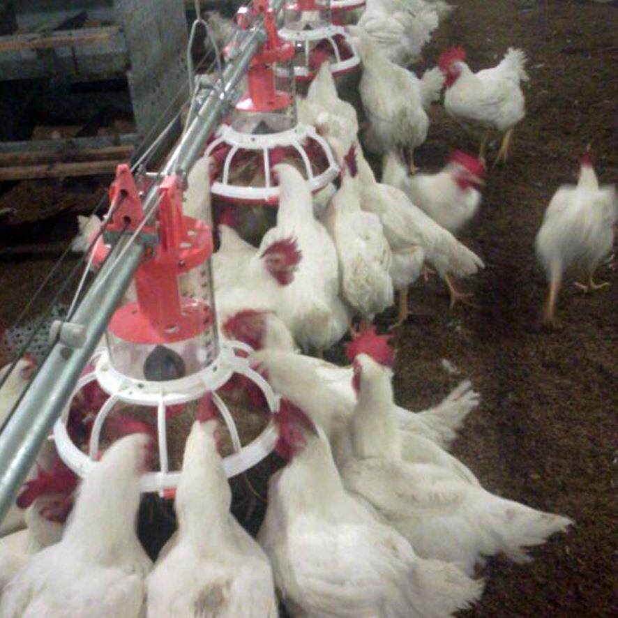 养鸡设备种鸡料线鸡用料线肉鸡料线种鸡桶式计量同步喂料厂家直供