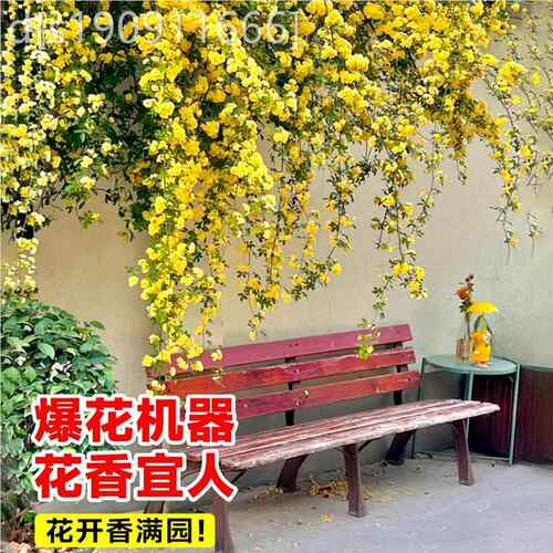 重瓣黄木香黄台木香爬藤植物红白木香室内外阳庭花卉院绿四季开植