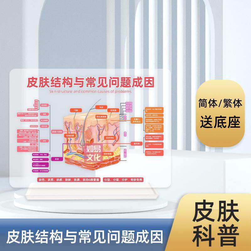 皮肤问题成因讲解工具皮肤结构模型美容院专用亚克力摆件专业教育,家居饰品,装饰摆件,淘宝优惠券,粉丝福利购,淘宝优惠卷