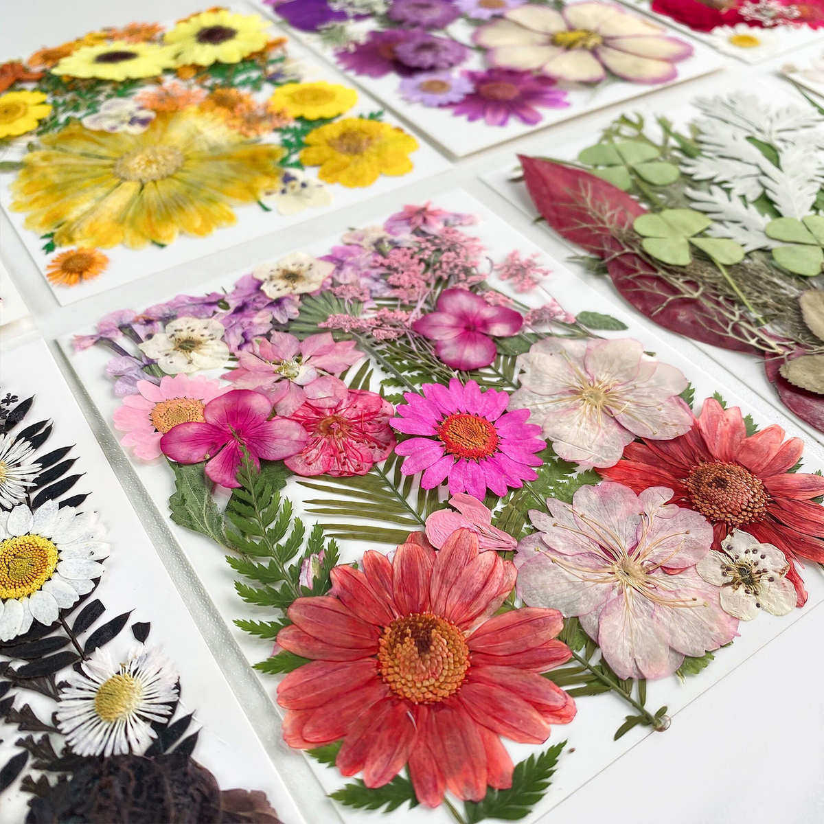 DIY压花押花干花包手工滴胶材料包写真装饰真花花瓣干花植物标本