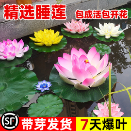 睡莲水培水生植物花卉荷花，种苗水养盆栽池塘碗，莲藕种带花苞根块