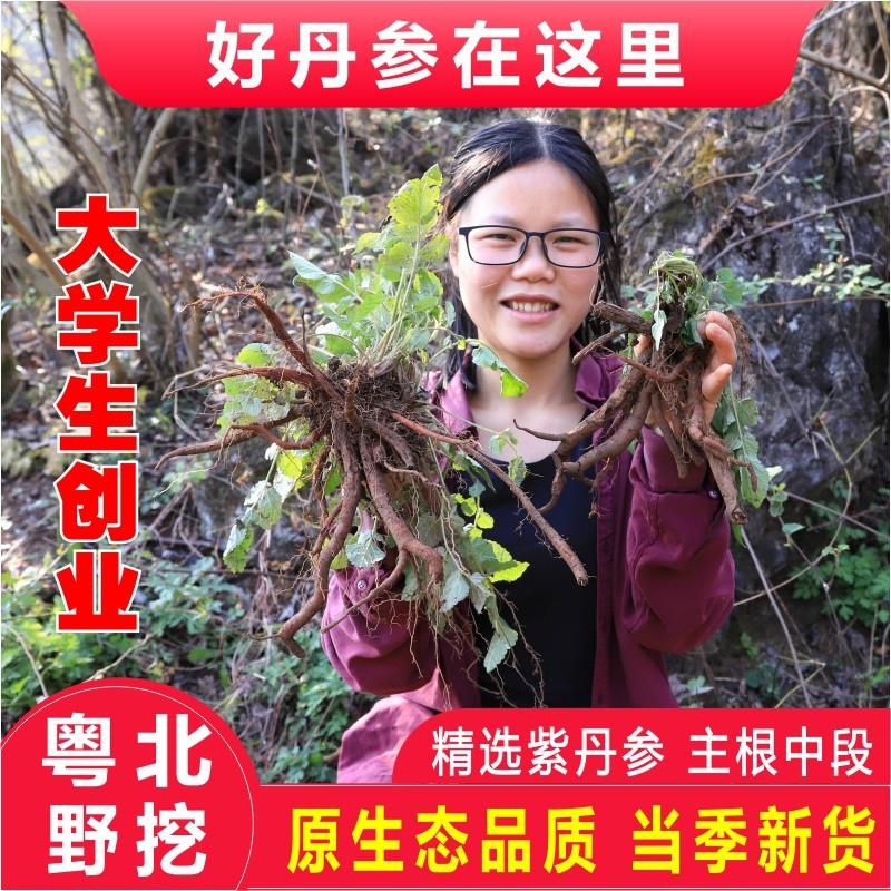 正品野生丹参中段500g紫丹参片段条粉深山采挖无硫干 干货丹参养