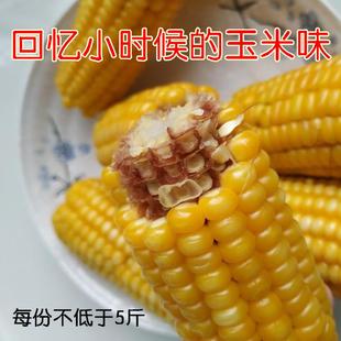 传统黄玉米棒新鲜老式老品种笨玉米速食东北香糯真空玉米即食儿童