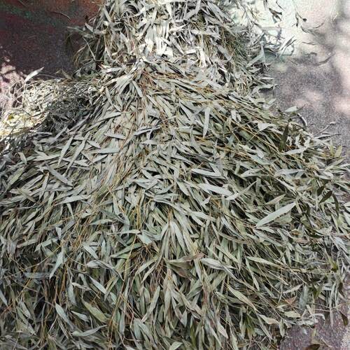 竹扫帚户外专用散装卫生竹苗扫帚产地直销净重4.5-5kg学校物业卫