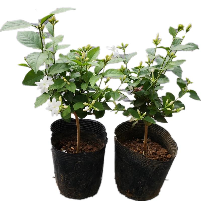 笔尖茉莉单瓣茉莉花盆栽毛茉莉室内植物芳香独杆花苗茉莉王好养