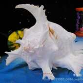 18地中海超大螺23厘米 天然家居装 饰 风格 麒麟贝壳千手 螺