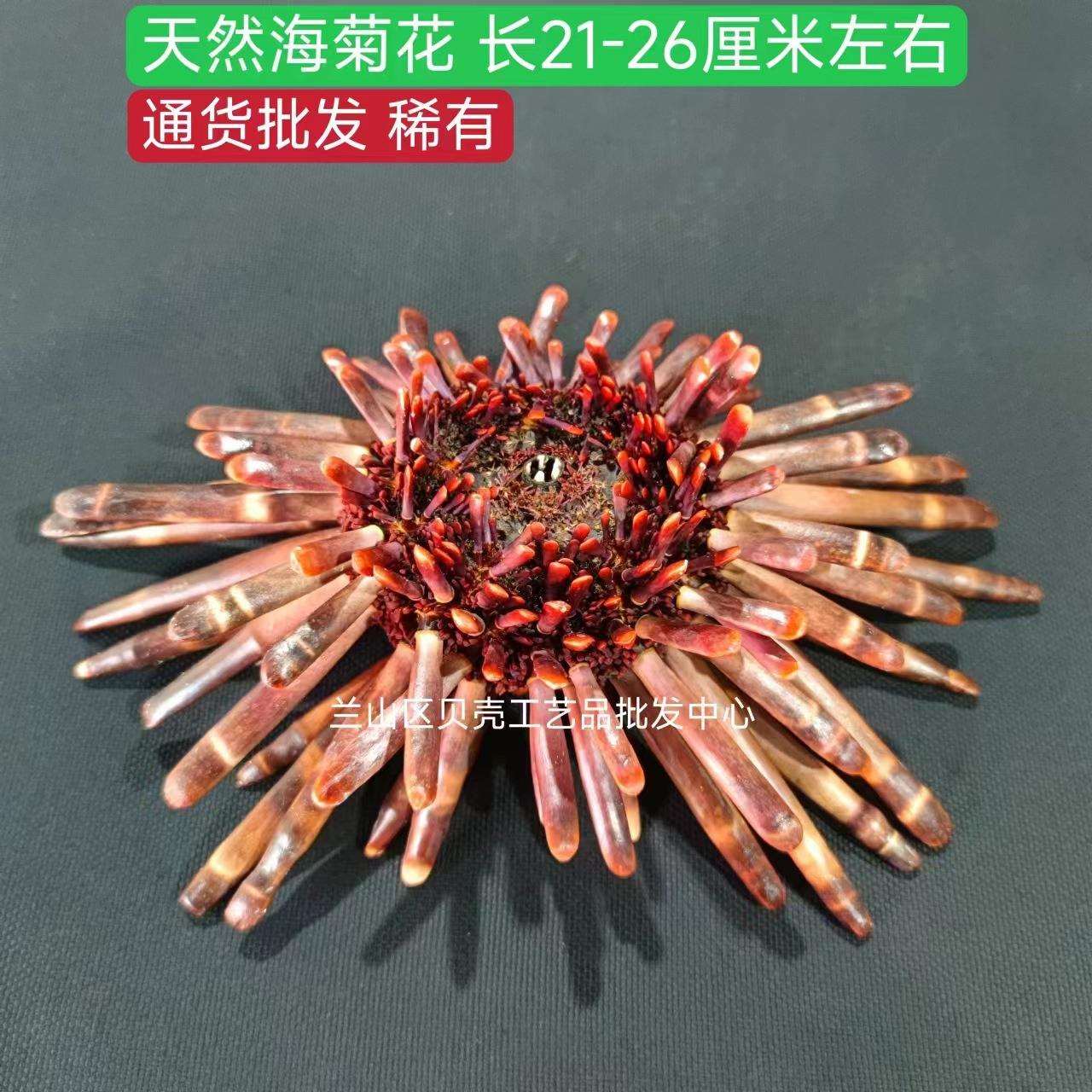 海葵花天然21-26厘米海洋风情装饰高档场所房间创意摆件观赏收藏