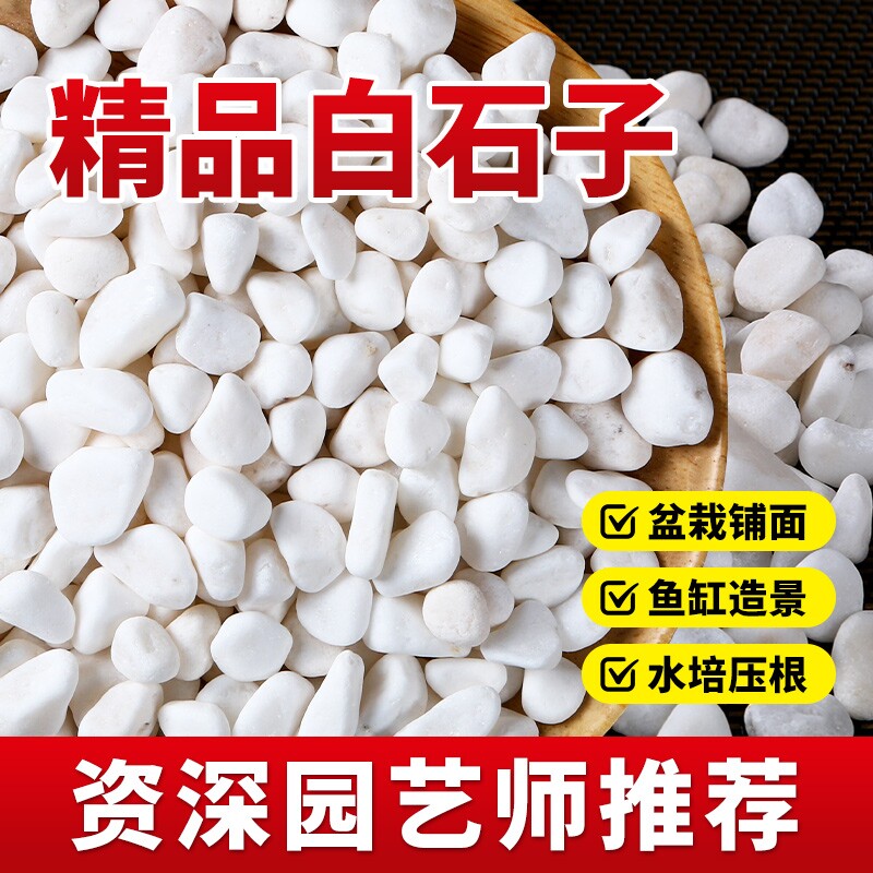石子多鹅卵石郁金香工厂栽培基质
