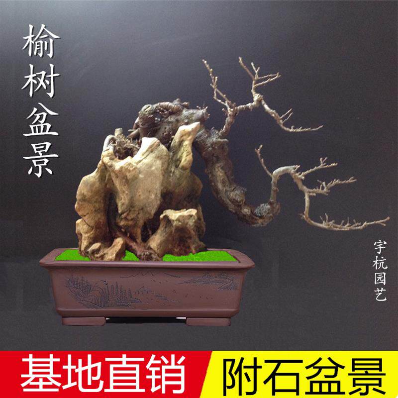 特价精品盆栽 榆树 造型盆景树桩榆树附石榆树办公室内盆栽盆景