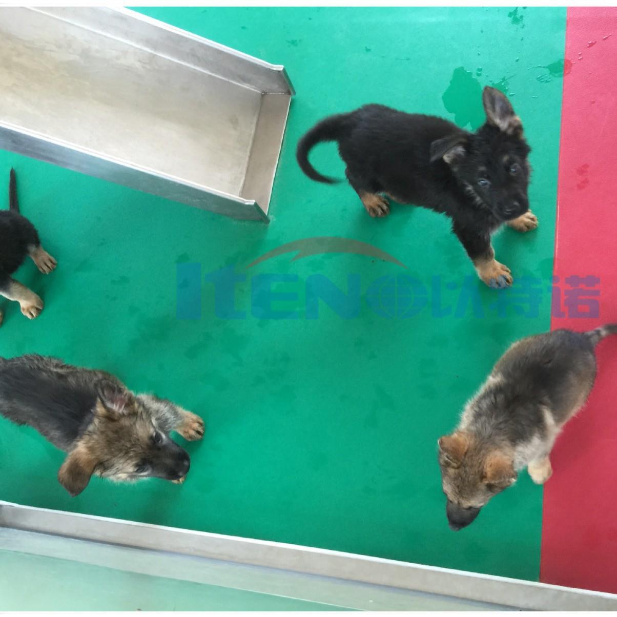 警犬训练设备神器工作犬智能实训斜面环形跑步机适用小中大型犬