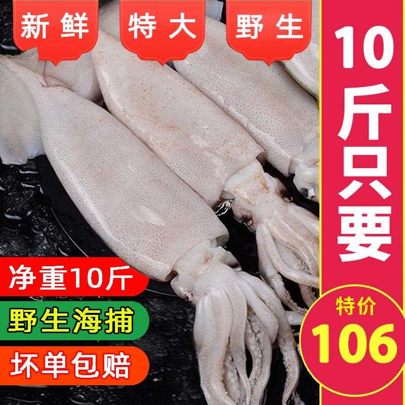 大鱿鱼鲜活整祇新鲜冰鲜海鲜生鲜冷冻枪乌贼烧烤火锅香辣铁板鱿鱼
