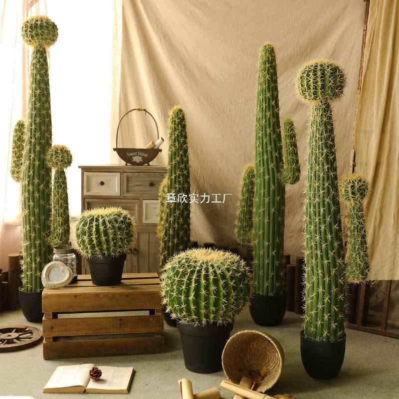 仙人球仙人柱大植型物室盆栽内绿橱窗ZXWOLDKR装饰造景植量天尺仙