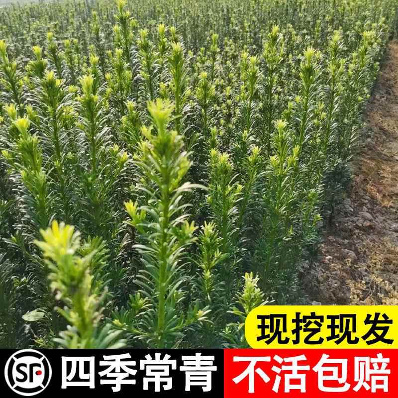 罗汉松树松苗叶迎客舌室外庭院植物地栽雀米四季常无品牌/青盆景