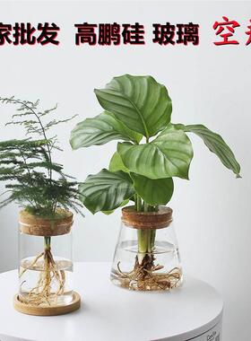 水培植物生态瓶水养花盆器皿绿萝文竹摆件微景观玻璃花瓶定制