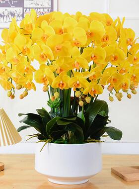 蝴蝶仿真花大号手兰MNO兰盆栽假感花客厅玄关大堂前台装饰花花艺