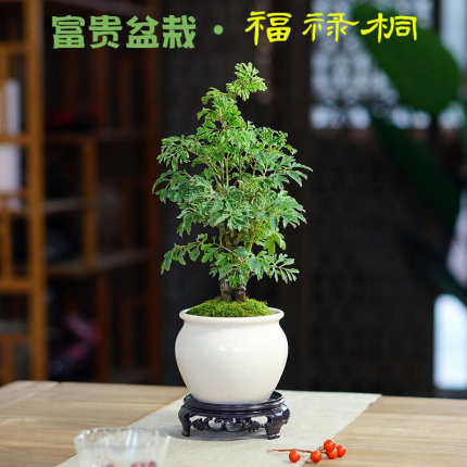 细叶森桩羽叶福禄桐室内桌面常绿盆栽办公室盆景耐阴好养茶台绿植